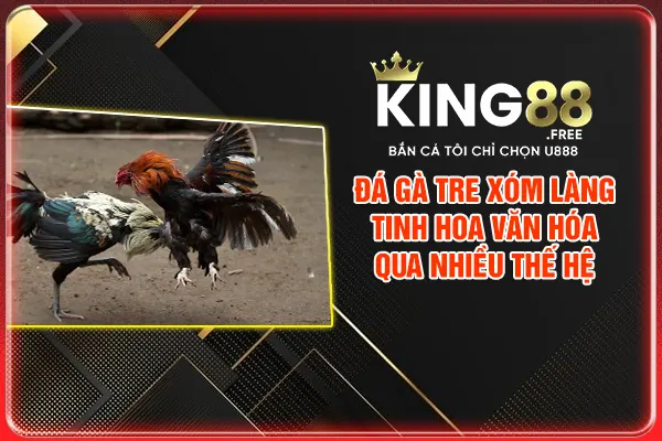 Đá Gà Tre Xóm Làng - Tinh Hoa Văn Hóa Qua Nhiều Thế Hệ 2025