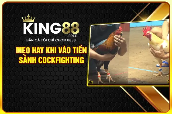 Mẹo hay khi vào tiền sảnh Cockfighting Mẹo hay khi vào tiền sảnh Cockfighting